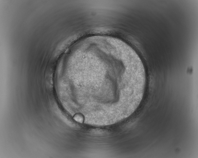 X0000110670633200906261258