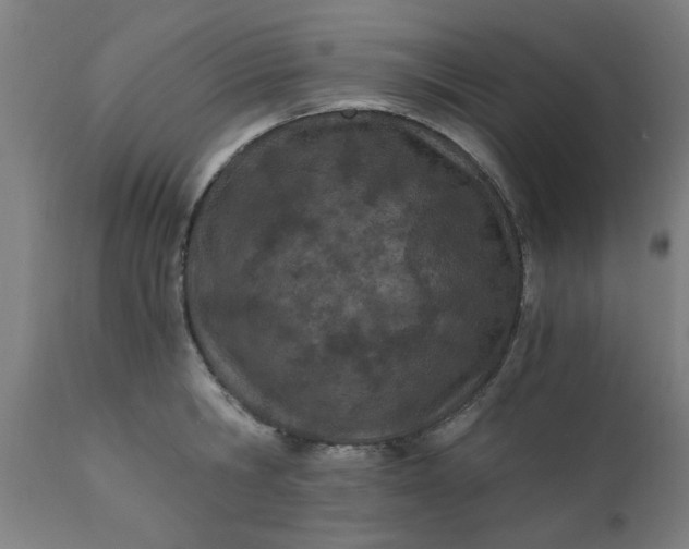 X0000110670806200906261256