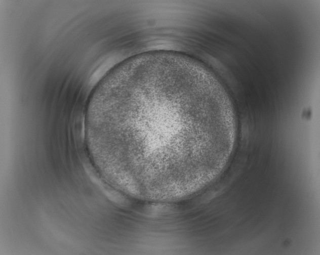 X0000110671274200906261249