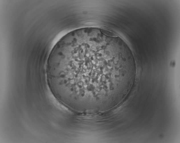 X0000110671291200906261249