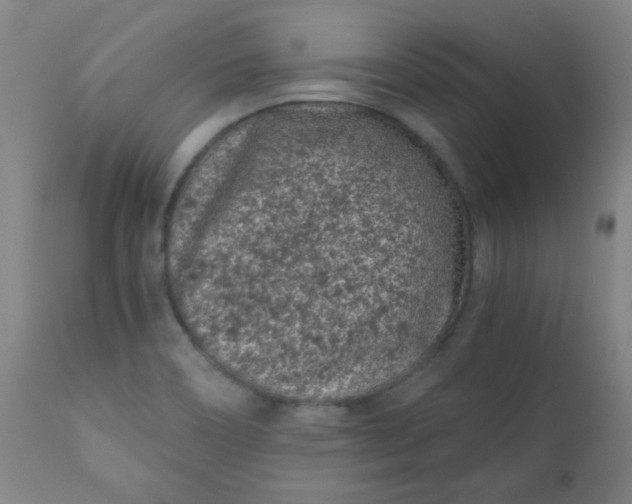 X0000110671466200906261246