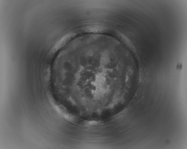 X0000110670163200907021855