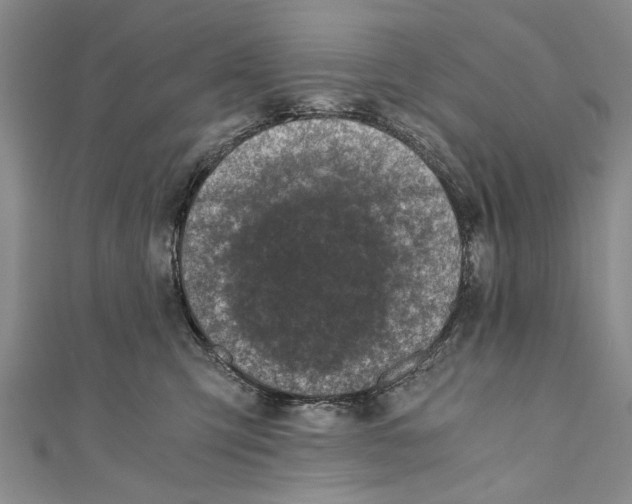 X0000110670423200907101110