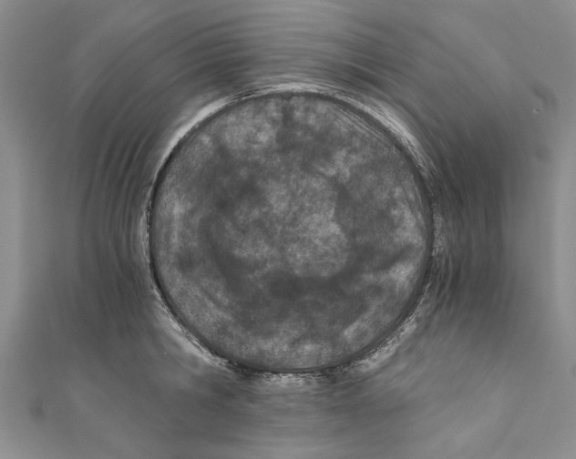 X0000110670806200907101105