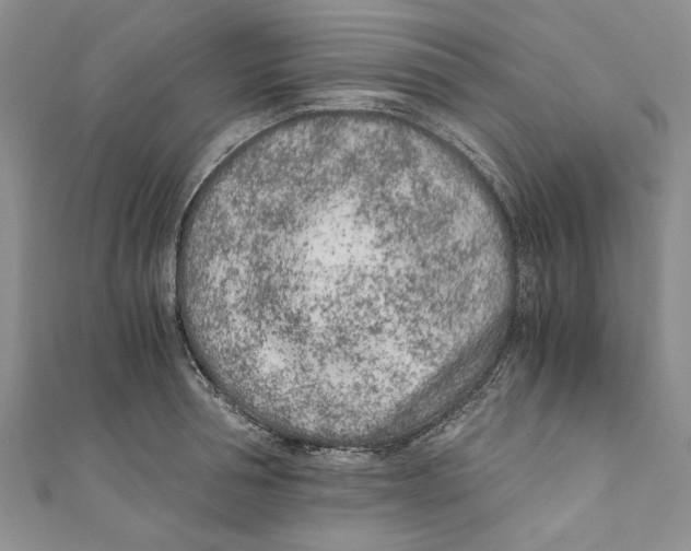 X0000110670994200907101102