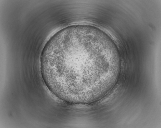 X0000110670998200907101102