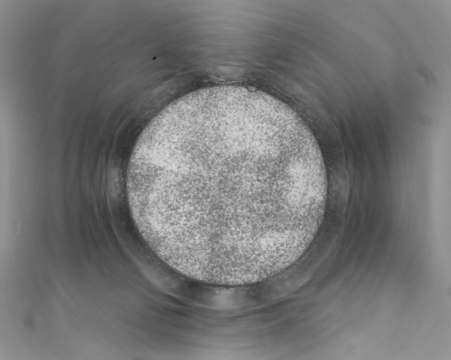 X0000110670130200907241030