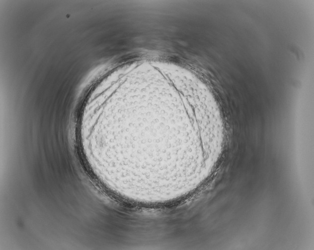 X0000110670149200907241029