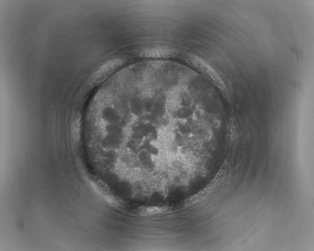 X0000110670163200907241030