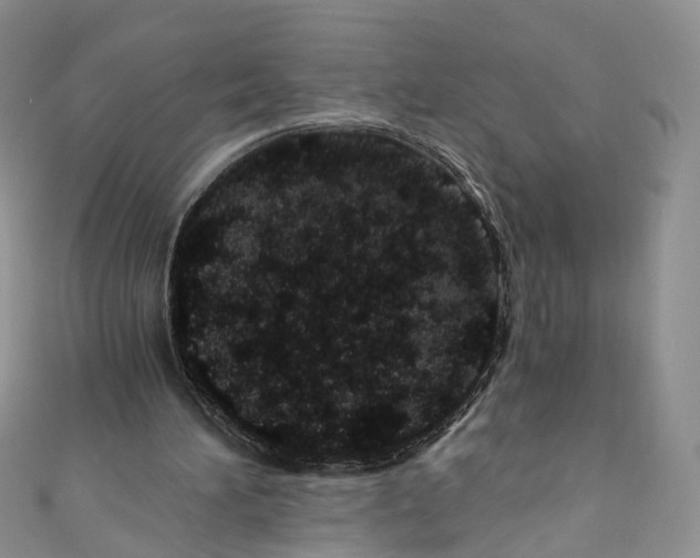 X0000110670196200907241029