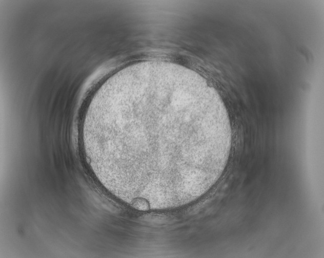 X0000110670294200907241028