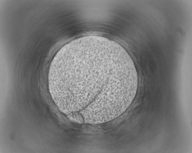 X0000110670337200907241027