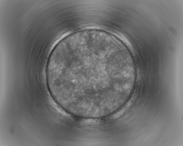 X0000110670806200907241021