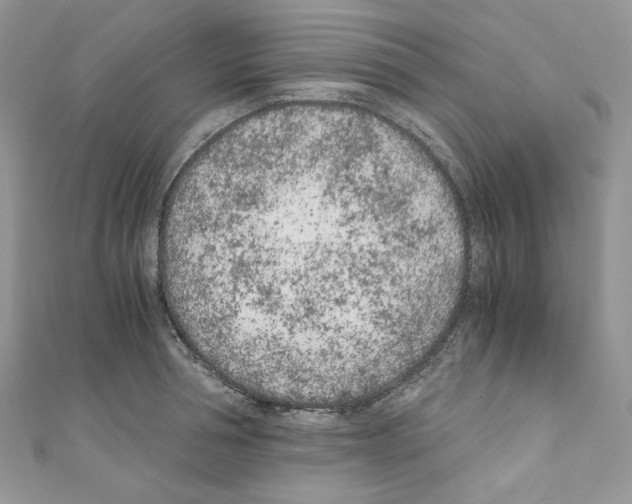 X0000110670994200907241018