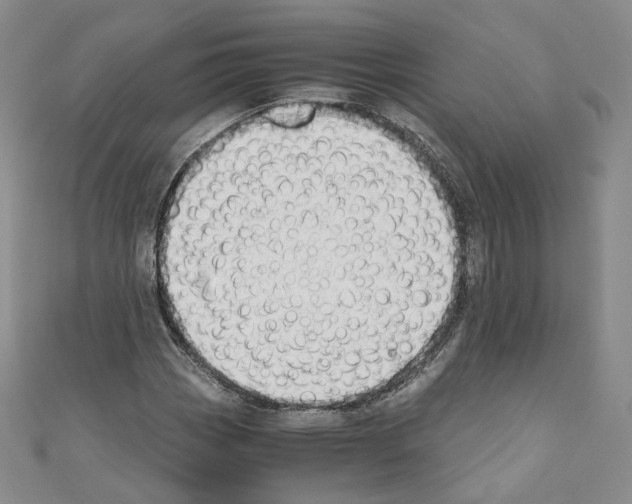 X0000110671113200907241016