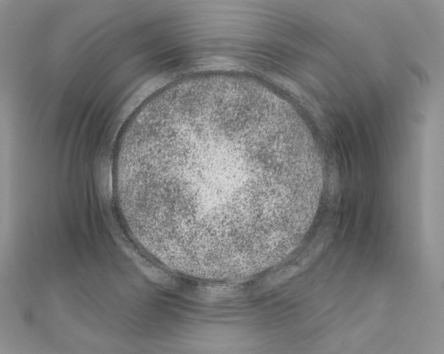 X0000110671274200907241014