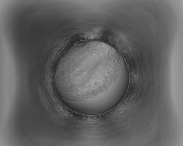 X0000110681393200906121156