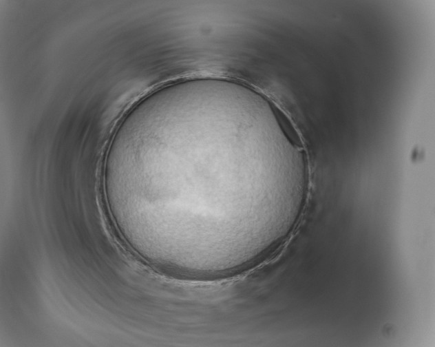 X0000110680001200906261331