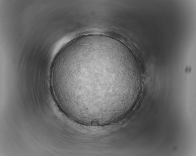 X0000110680006200906261331