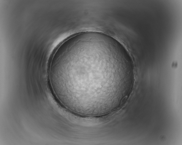 X0000110680008200906261331