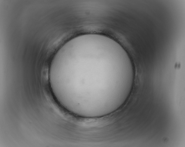 X0000110680021200906261331