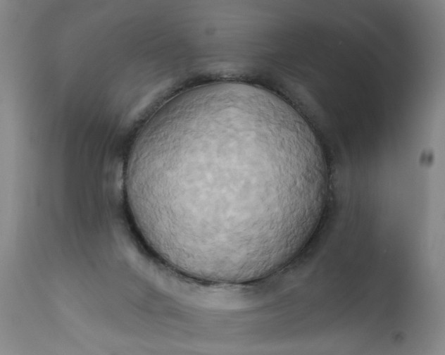 X0000110680024200906261331