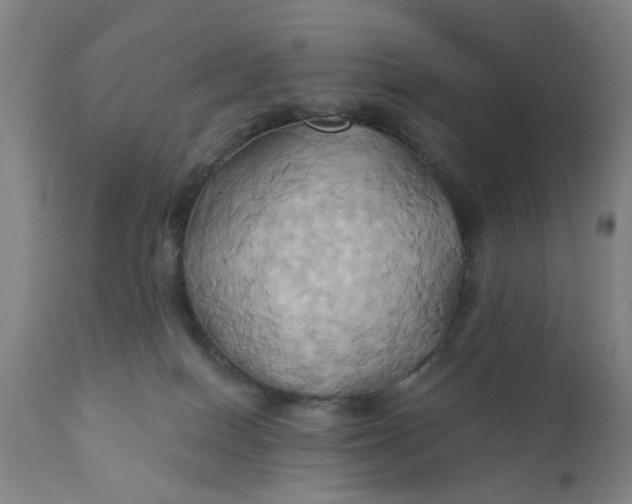 X0000110680086200906261331