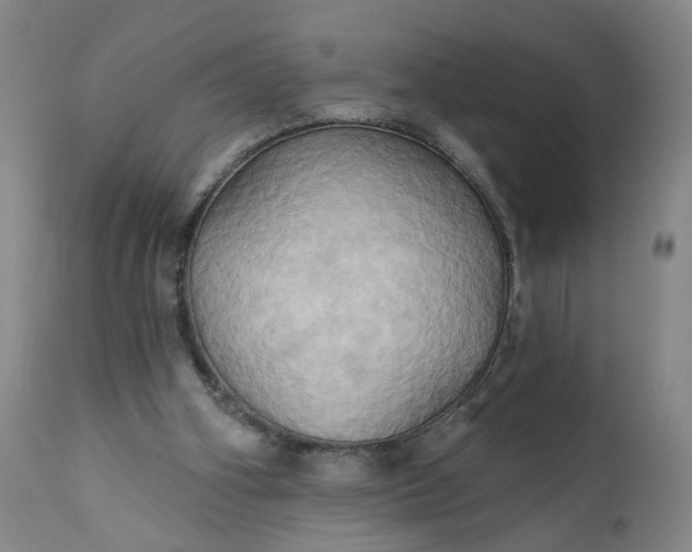 X0000110680106200906261330