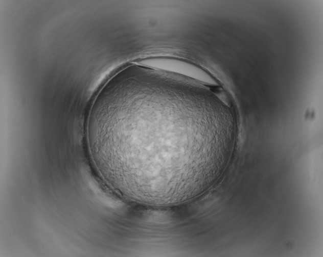 X0000110680107200906261330