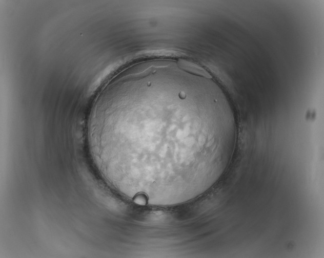 X0000110680111200906261330