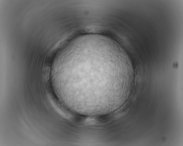 X0000110680171200906261329