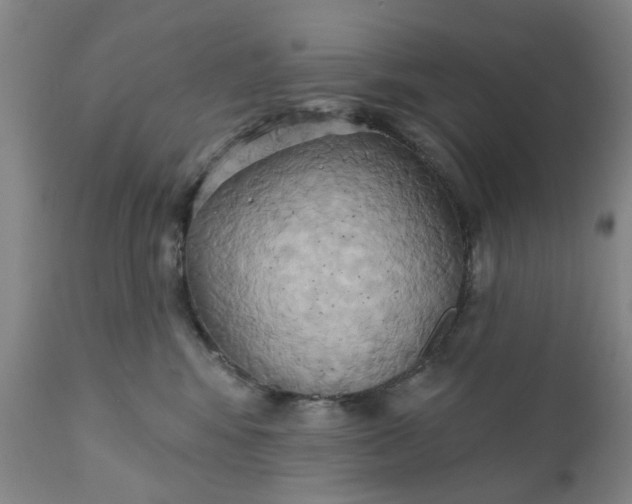 X0000110680424200906261325