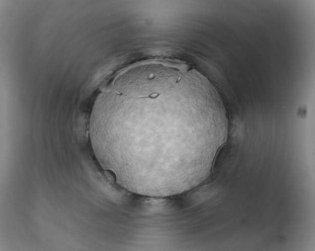 X0000110680428200906261325