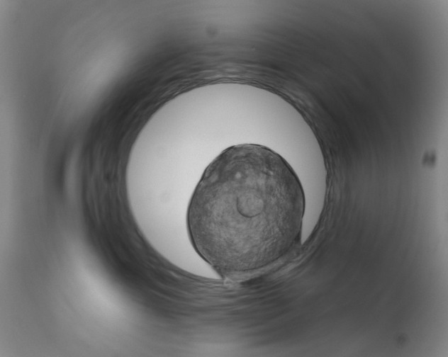 X0000110680429200906261325