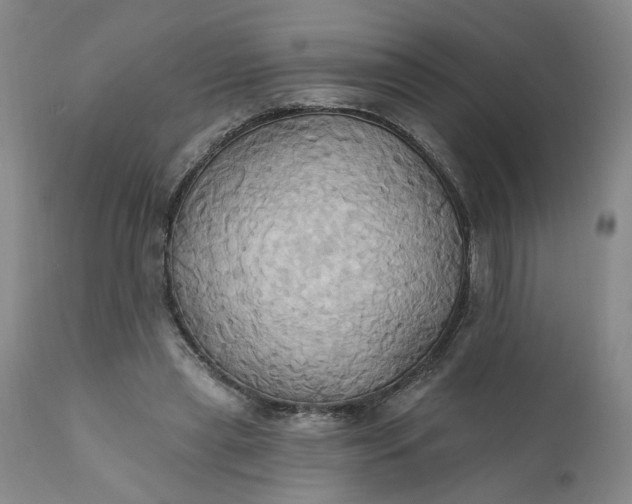 X0000110680445200906261324