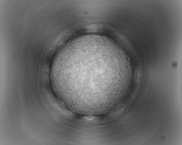 X0000110680557200906261323