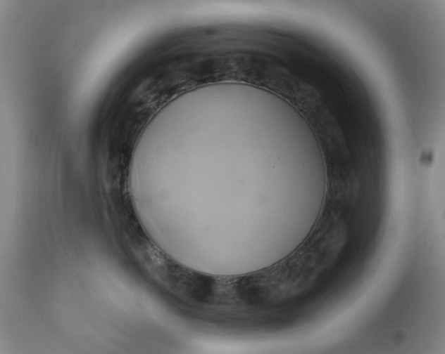 X0000110680766200906261321