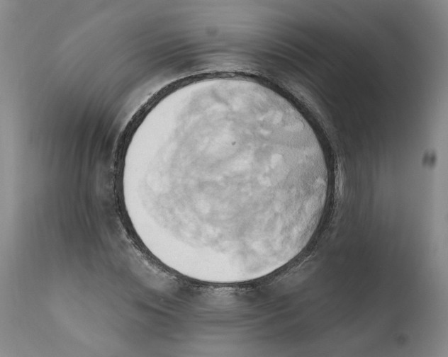 X0000110680828200906261319