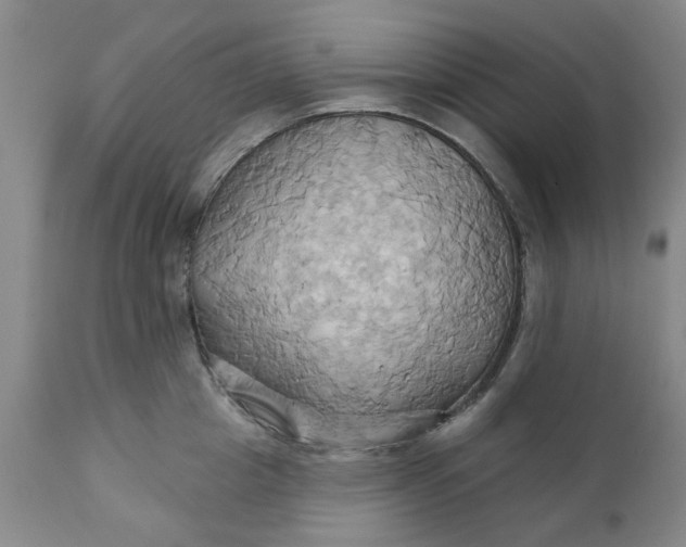 X0000110680857200906261319