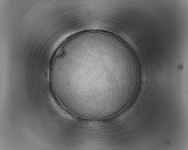 X0000110680934200906261317