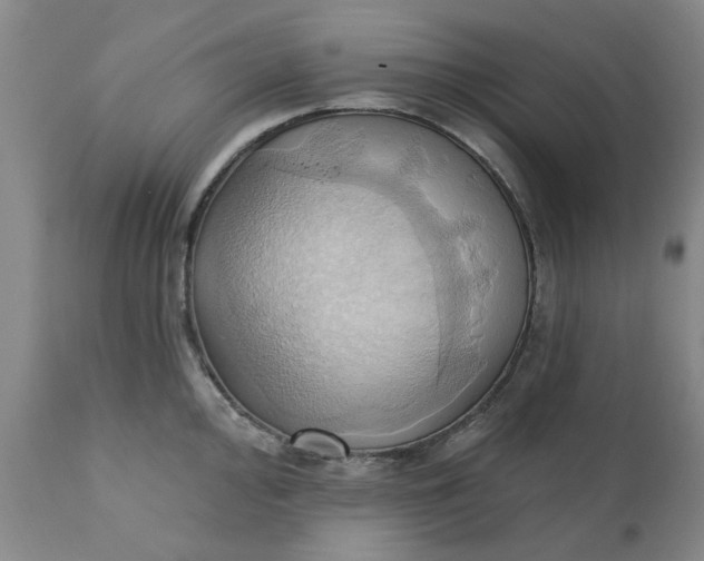 X0000110681000200906261317