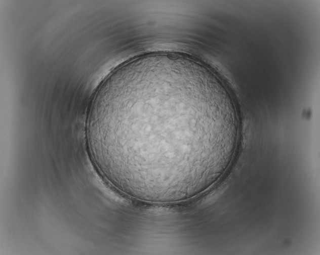 X0000110681033200906261316