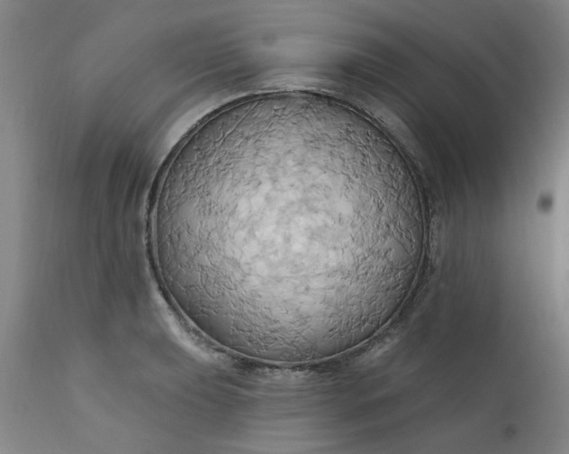 X0000110681039200906261316