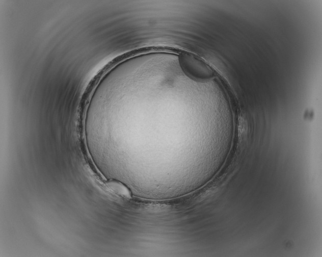 X0000110681068200906261316