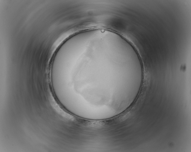 X0000110681090200906261315