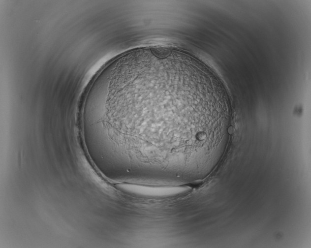 X0000110681091200906261315