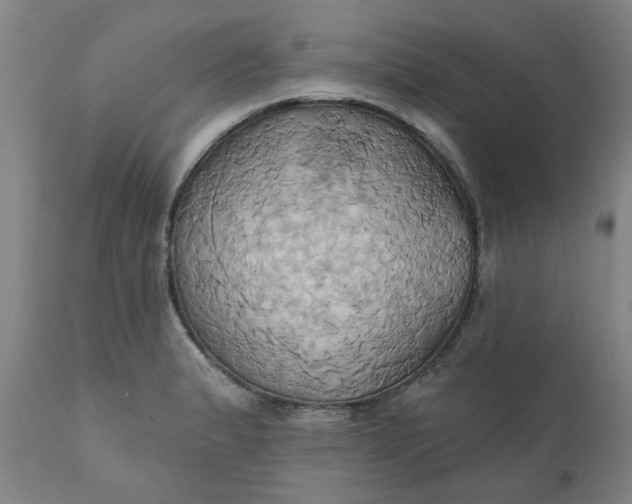 X0000110681183200906261314