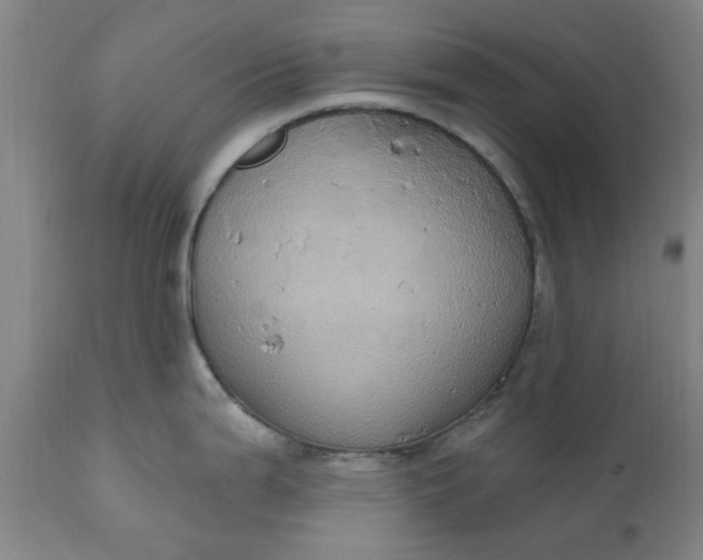 X0000110681199200906261313