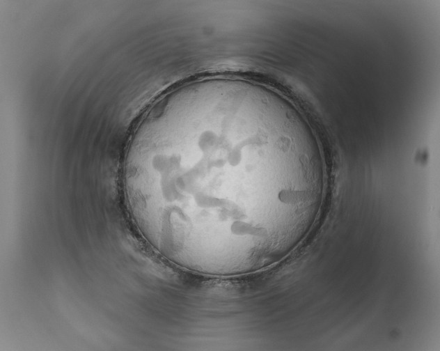 X0000110681217200906261313