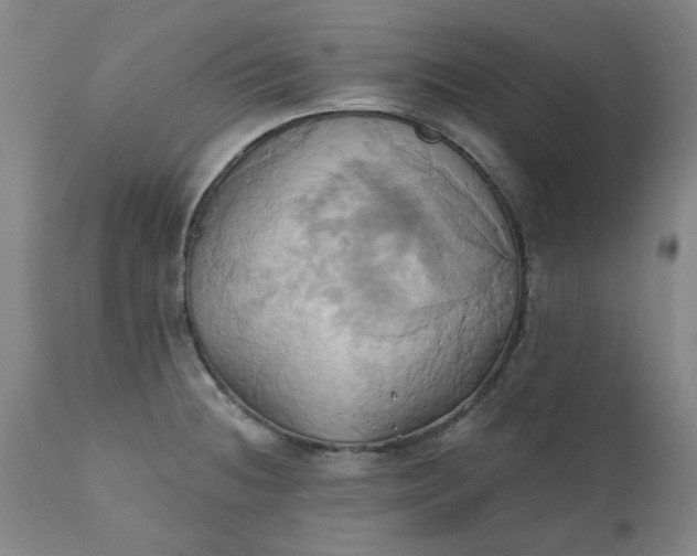 X0000110681236200906261313